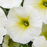 Petunia Prettytoonia Lemon